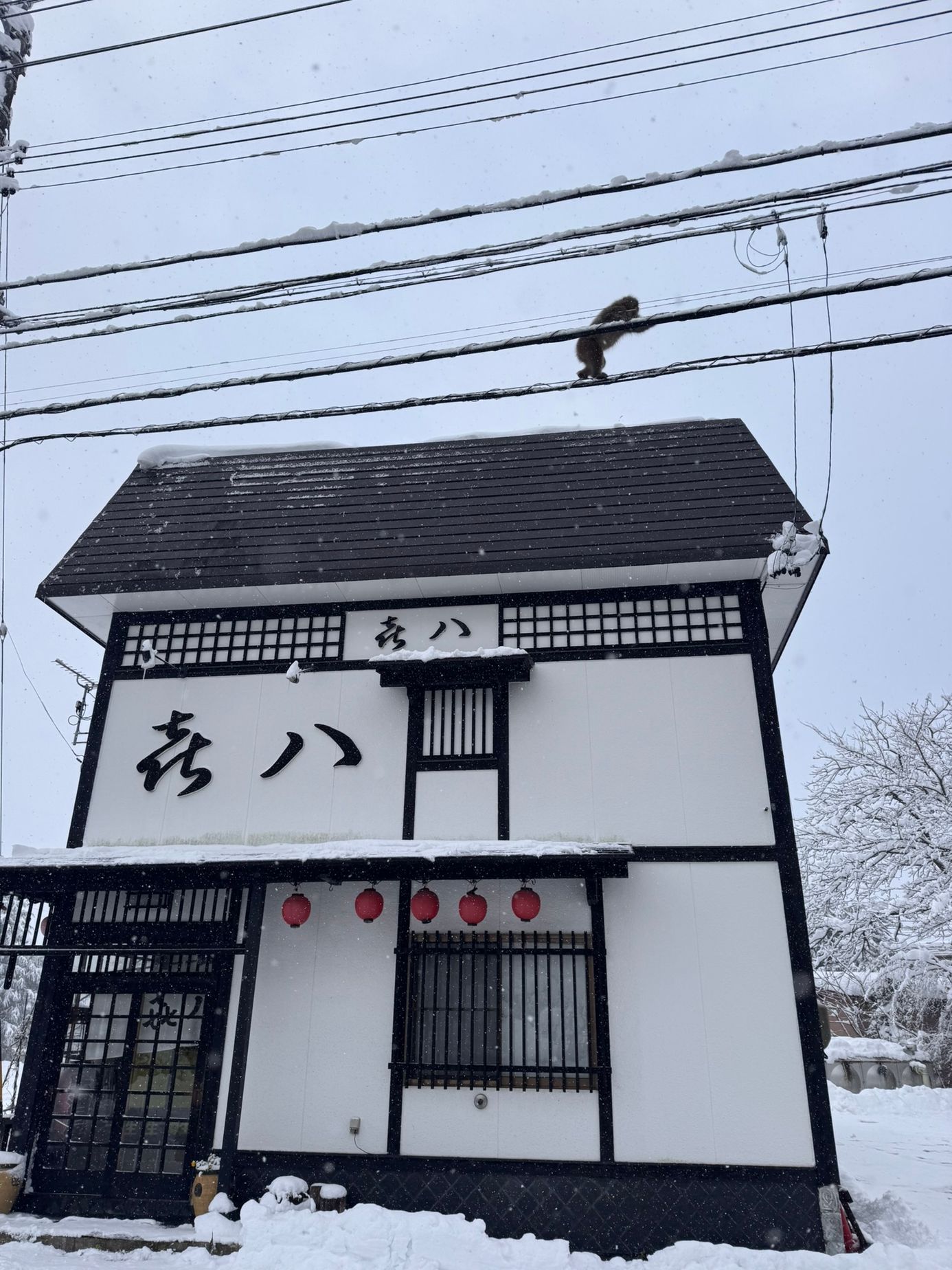 japonsko lyžování hakuba