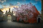 Obrazem: Krása jarní Prahy. Rozkvetlé mandloně na Petříně i magnolie u kláštera