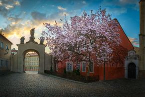 Obrazem: Krása jarní Prahy. Rozkvetlé mandloně na Petříně i magnolie u kláštera