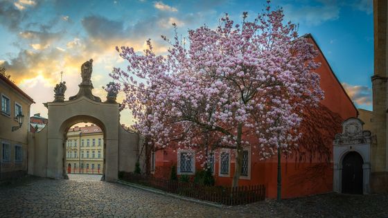 Obrazem: Krása jarní Prahy. Rozkvetlé mandloně na Petříně i magnolie u kláštera