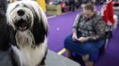 Fotografie z akce Westminster Kennel Club Dog Show, která se konala 11. 2. 2019 v New Yorku v USA.