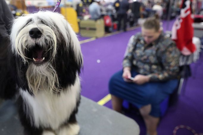 Fotografie z akce Westminster Kennel Club Dog Show, která se konala 11. 2. 2019 v New Yorku v USA.