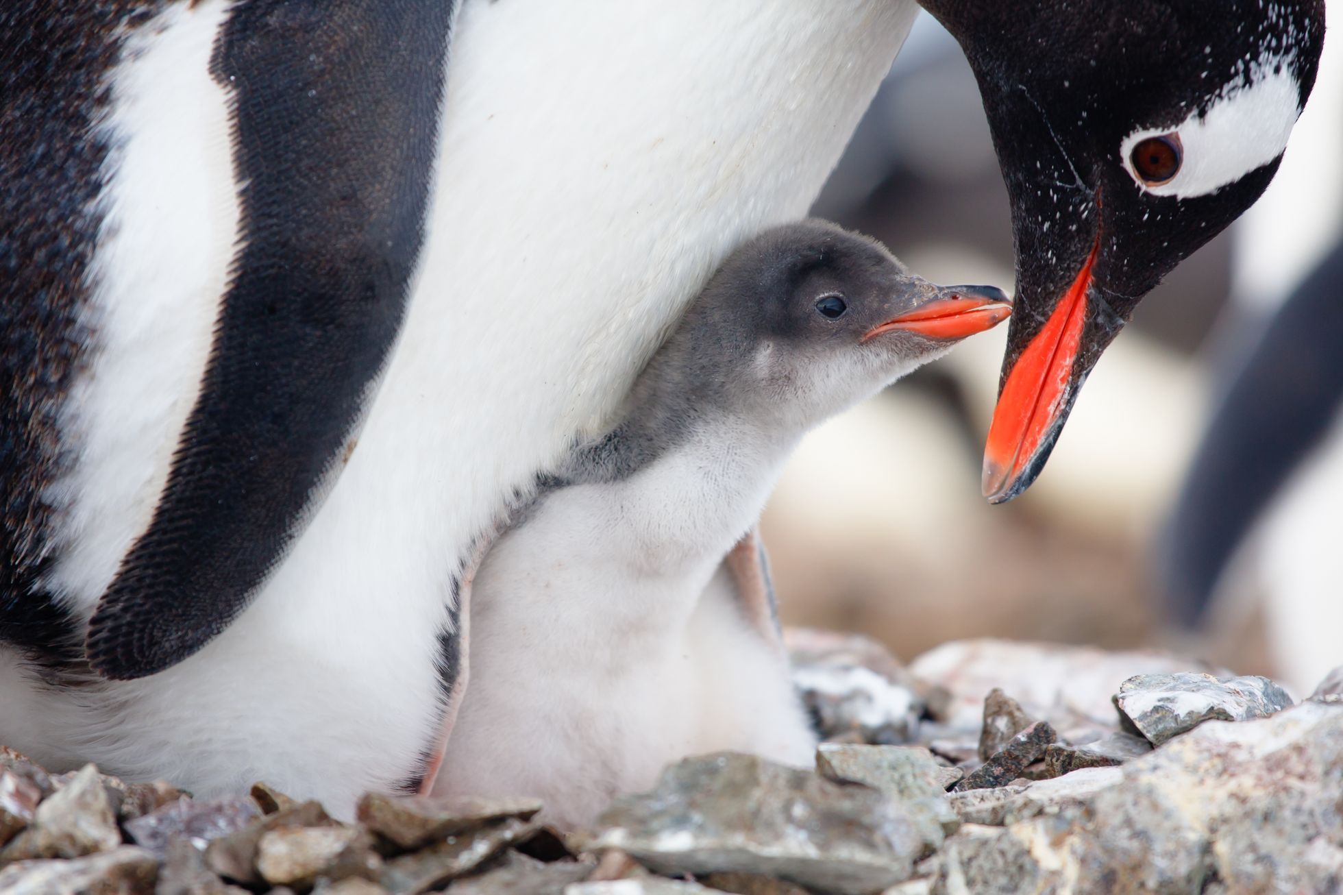 Tučňák oslí a mládě, ilustrační foto