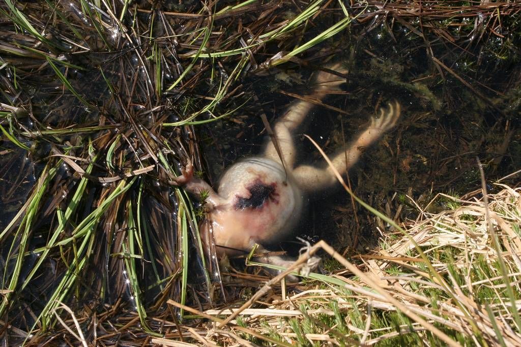 NP Šumava - otrávené lapáky