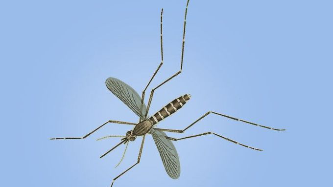 Letošní počasí nahrává kalamitnímu výskytu komárů