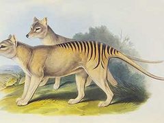 Takhle vypadal tasmánský tygr. Poslední známý kus zahynul v roce 1936.