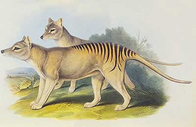 Tasmánský tygr