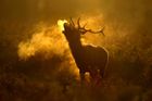 Londýn, Velká Británie: Jelen v říji troubí v časném ránu v Bushy Parku.