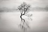 Martin Bišof (Česká republika): Osamělý strom. Zvláštní cena v kategorii Černobílá fotografie.