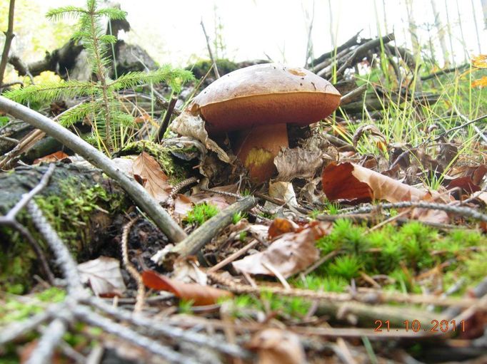 Foto je sice loňské, ale od té doby co fotím nalezené houby je to můj nejlepší úlovek. Jan Škoda