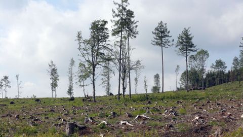 Lesy hynou na obrovských plochách, stát sabotuje návrhy vědců, říká v duelu s lesníkem ekolog Bláha