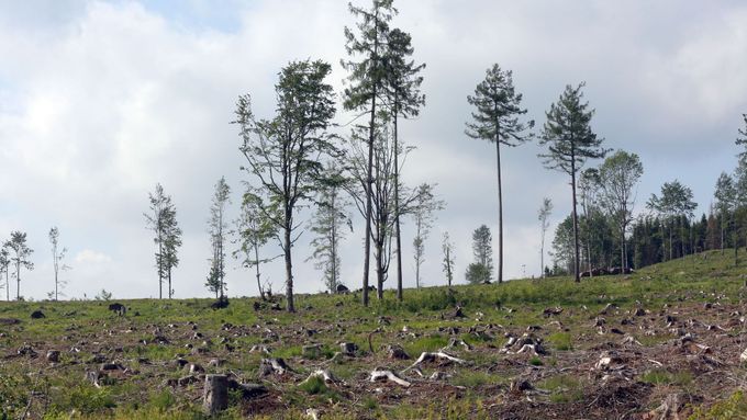 Změna druhové skladby lesů není dostatečně rychlá, prognózy o tom, že budou smrkové lesy hynout, jsou tu 25 let, tvrdí Jaromír Bláha z Hnutí DUHA.
