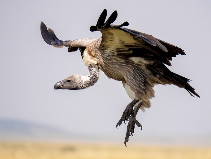 Panasonic G9 - ukázkové snímky, které nafotil Bence Máté