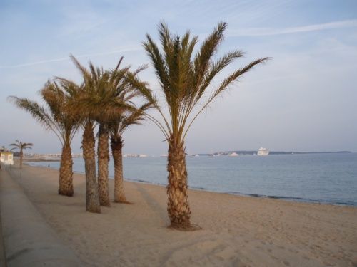 Cannes: Pobřeží lemují pláže s palmami