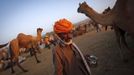 A camel herder walks with a container of milk at Pushkar Fair in the desert Indian state of Rajasthan November 23, 2012. Many international and domestic tourists throng to Pushkar to witness one of the most colourful and popular fairs in India. Thousands of animals, mainly camels, are brought to the fair to be sold and traded. REUTERS/Danish Siddiqui (INDIA - Tags: SOCIETY ANIMALS TPX IMAGES OF THE DAY) Published: Lis. 23, 2012, 9:25 odp.