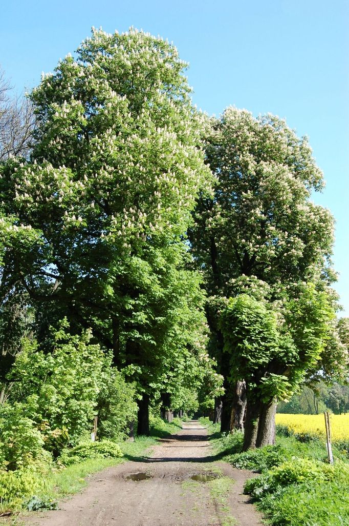 Vinořská alej.