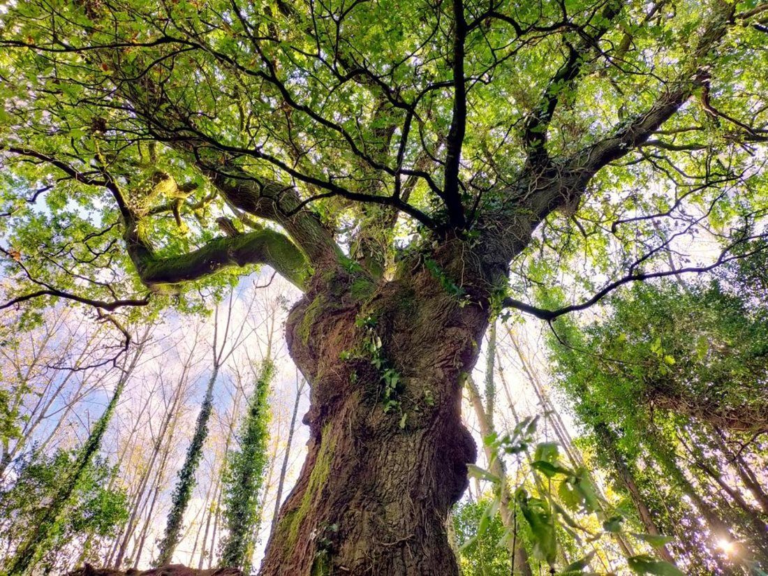 Evropský strom roku - finále -  Španělsko - Dub z Bosque