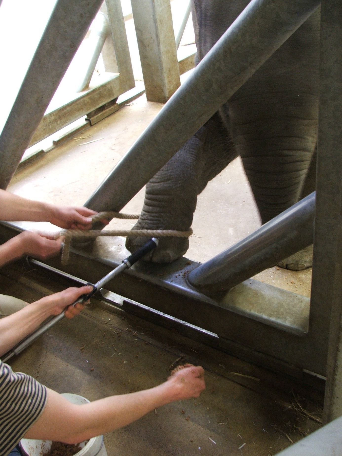 Údolí slonů - ZOO Praha