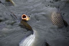 NKÚ: Stát vyhodil 178 milionů korun za kampaň Ryba domácí