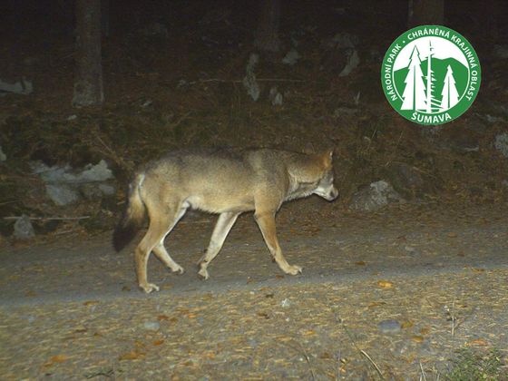 V roce 2015 zaznamenaly fotopasti na Šumavě zvýšený výskyt vlků.