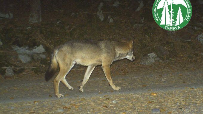 Fotopasti na Šumavě zachytily pohyb vlků.