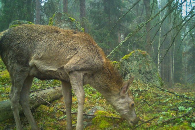 Jelen lesní. Záběr z fotopasti instalované na území CHKO – Brdy