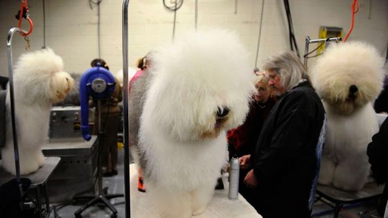 Westminster Dog Show: světová výstava psů v New Yorku