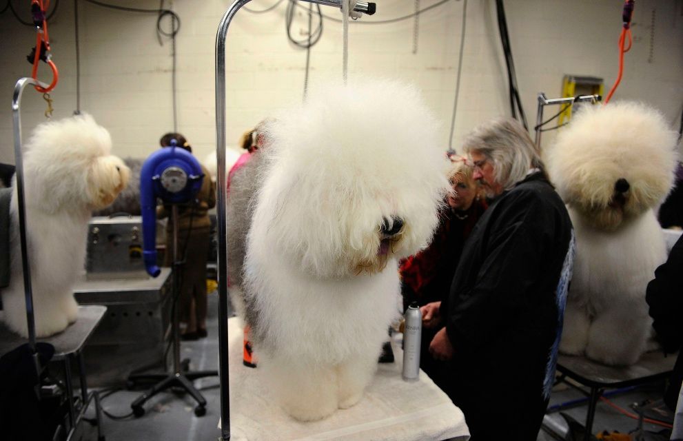 Výstava psů v New Yorku