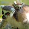 Zoo Zlín - lemur kata