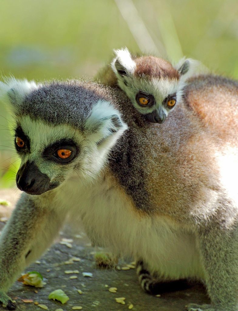 Zoo Zlín - lemur kata