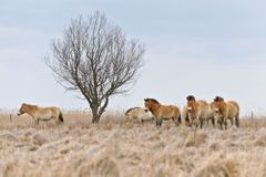 Trojice koní Převalského z pražské zoo už je v Mongolsku
