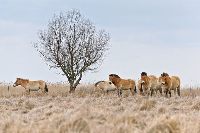 Další z transportů koní na převoz do Mongolska uskutečnila Zoo Praha z maďarského národního parku Hortobágy. Vedle transportů z Maďarska a Švýcarska se dovezli ještě koně z Německa.