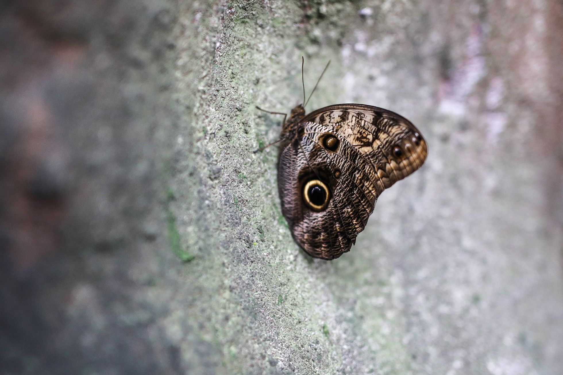 Motýlí dům v Praze v hračkářství Hamleys