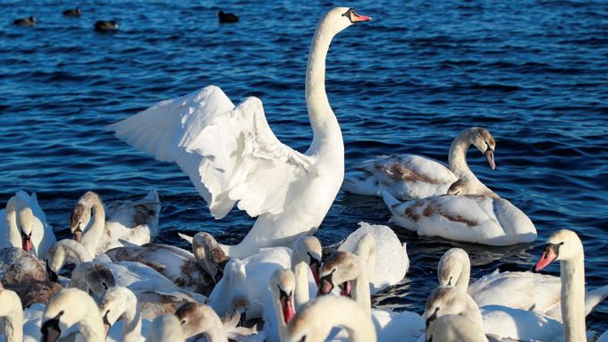 Labutě si užívají teplé vody jaderné elektrárny. Migrují sem ptáci celé Ukrajiny