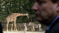 Když už byl v ZOO, zastavil se předseda ČSSD i na safari.