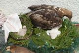 Než byla orlí mláďata převezena do Česka, trávila několik dní v záchranné stanici Zázrivá na Slovensku (na snímku s atrapou orlí samice)
