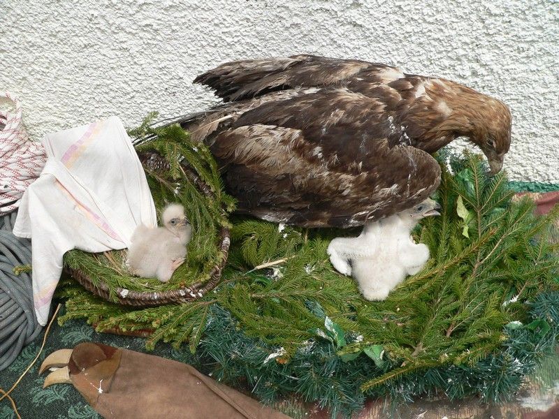 V záchranné stanici Zázrivá