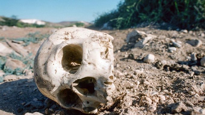 Kosti lidské lebky jsou ploché, sestávají ze dvou tenkých kostí a jedné řídké kosti, která obsahuje kostní dřeň. Ilustrační snímek.