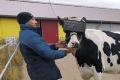 Krávy v Rusku mají brýle na virtuální realitu. Nejsou tak úzkostné a více dojí