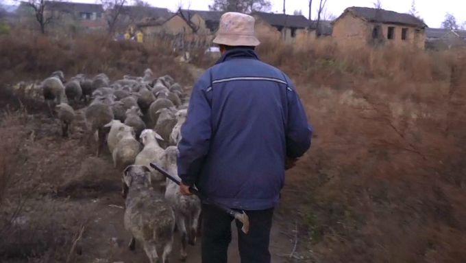 V Číně černají od sazí ovce. Znečištění řeší země zavíráním dolů