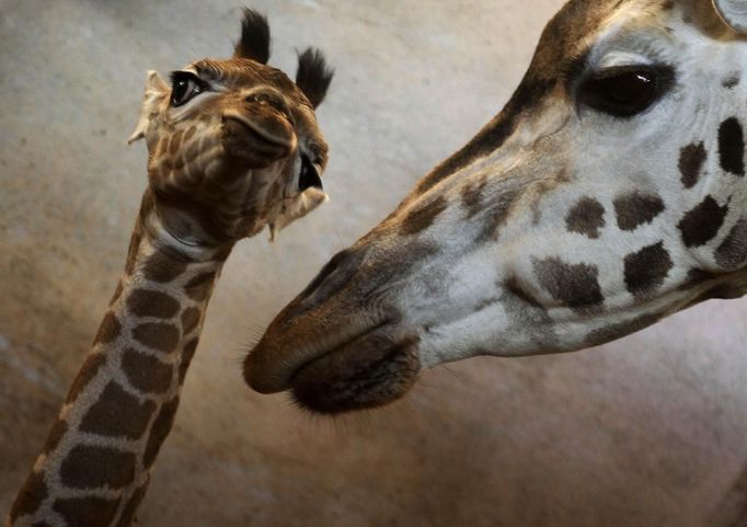 Jedenáctidenní Apolena s matkou v pražské ZOO.