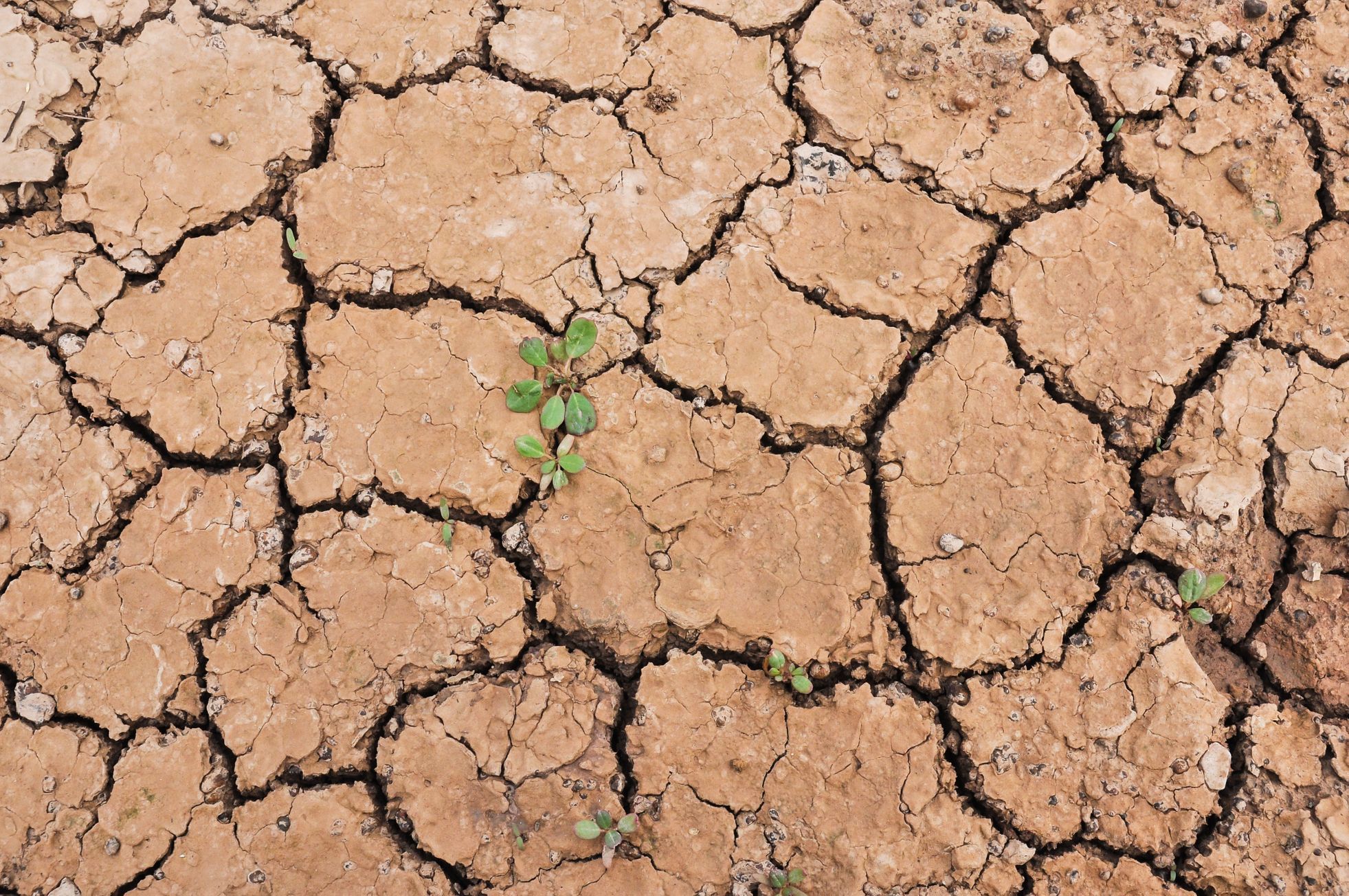 Sucho a dopady na zemědělství