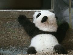 Panda v zoologické zahradě v americké Atlantě. Čína pandy také pronajímá. Za rok chce milion dolarů