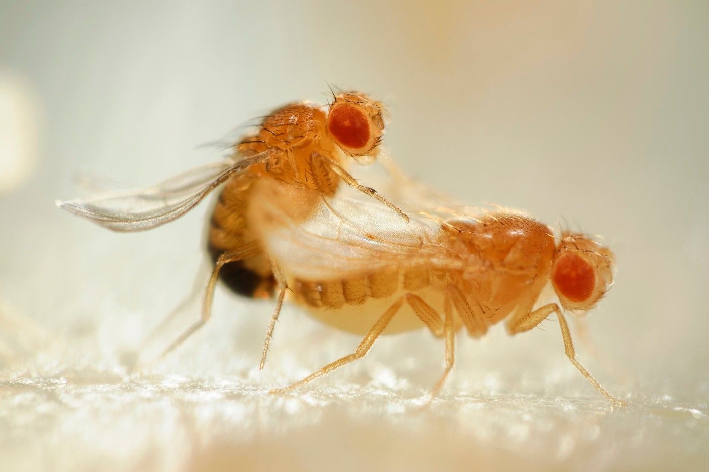 Octomilka obecná (Drosophila melanogaster)