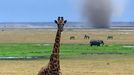 giraffe and sandstorm in amboseli national park, kenya