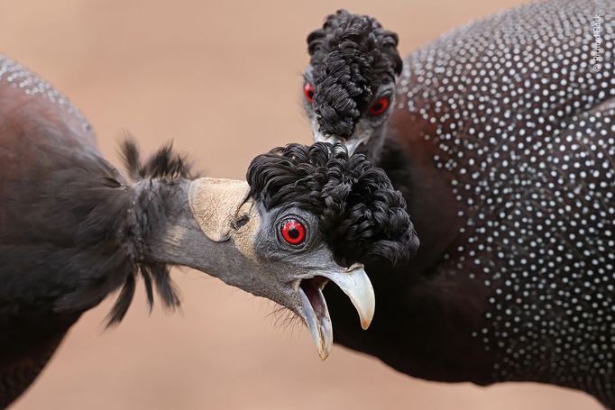 Wildlife Photographer of the Year: fotografie, které se utkají o cenu diváků