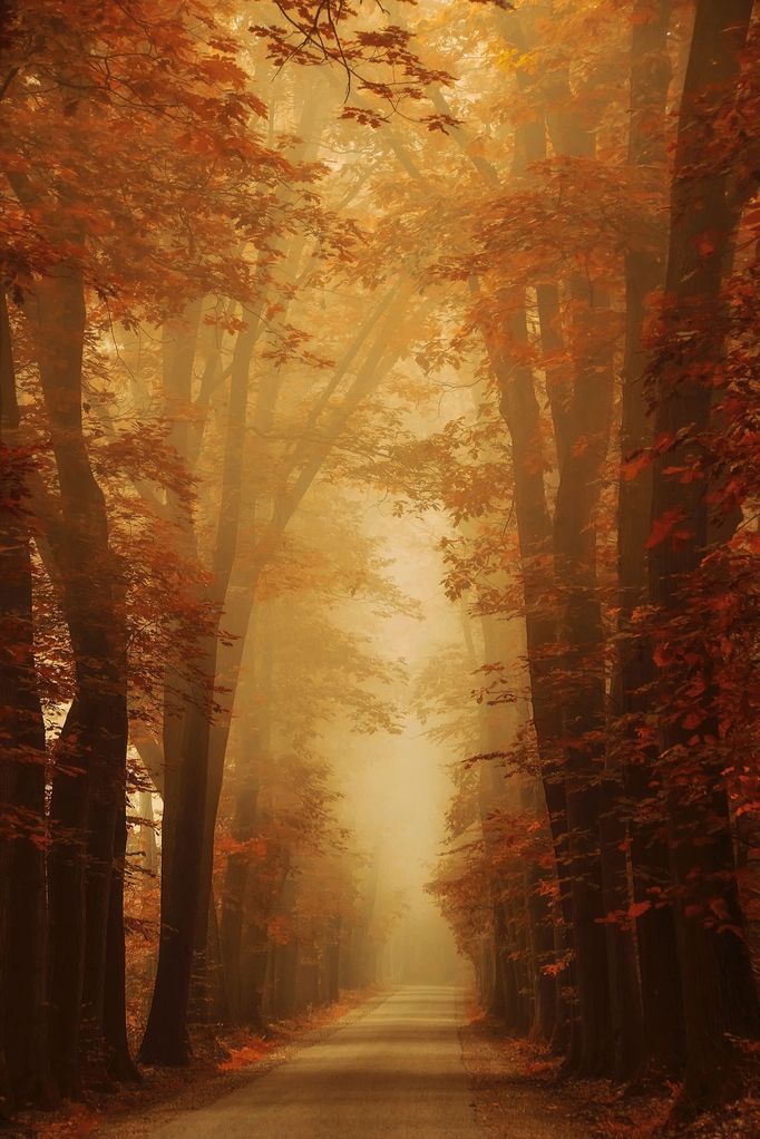 Lars van de Goor - magie stromů a lesů, fotografie