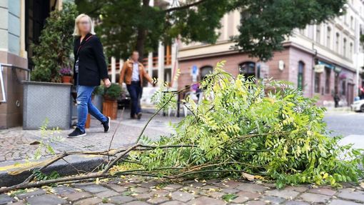 Větev ležící na ulici v Karlíně, která byla utržená následkem silného poryvu větru. Praha, 30. 9. 2019