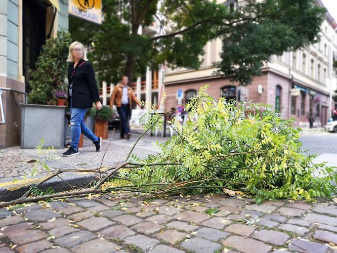 Větev ležící na ulici v Karlíně, která byla utržená následkem silného poryvu větru. Praha, 30. 9. 2019