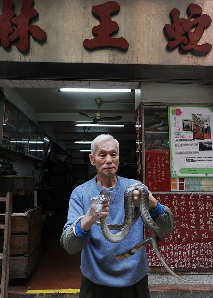 TO GO WITH Lifestyle-medicine-health,FEATURE by Joyce Woo This photo taken on January 31, 2011 shows "Big Snake Mak" -- otherwise known as serpent salesman Mak Tai-kwong, holding a snake at the She Wong Lam snake soup shop in Hong Kong. Snake has been used in China for thousands of years to cure a host of ailments -- snake-fermented wine for arthritis, snake genitals for the kidneys and male sex drive, snake gall bladder for bronchitis.